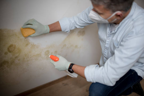 Crawl Space Mold Removal in Lula, GA