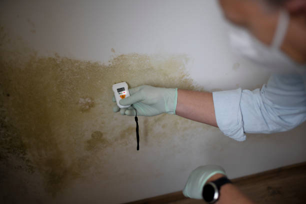 Best Toxic Mold Removal  in Lula, GA