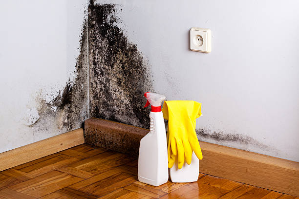 Best Black Mold Removal  in Lula, GA