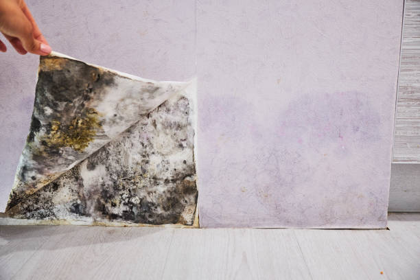 Best Same-Day Mold Removal  in Lula, GA